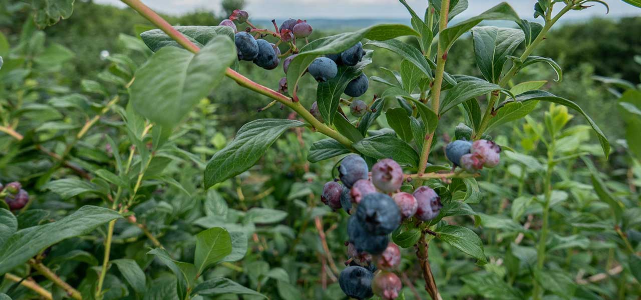 Blueberries on the bush