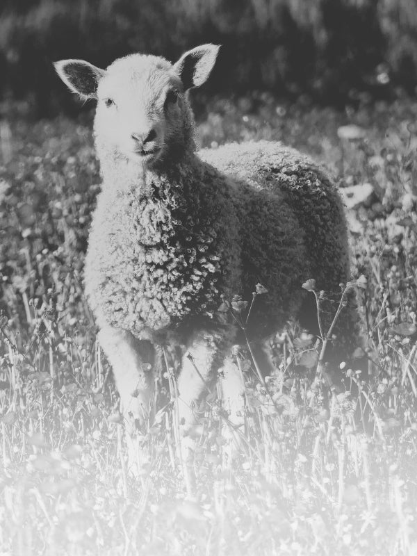 Black and white photo of a lamb standing in a field