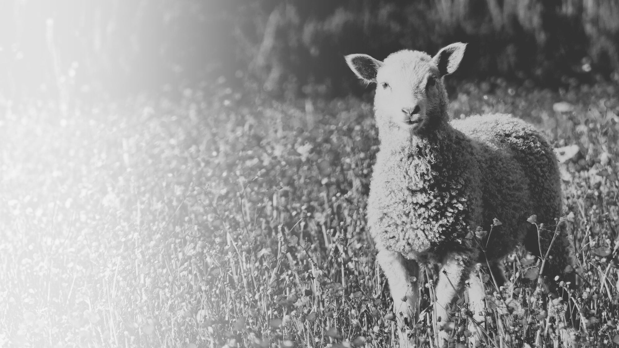 Black and white photo of a lamb standing in a field