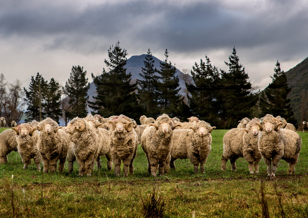Image showing sheep standing in field